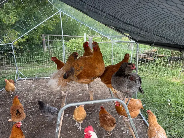 Guaranteed Pullets