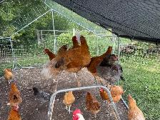 Guaranteed Pullets