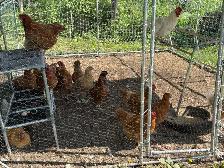 Guaranteed Pullets - Photo 2