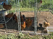 Guaranteed Pullets - Photo 3