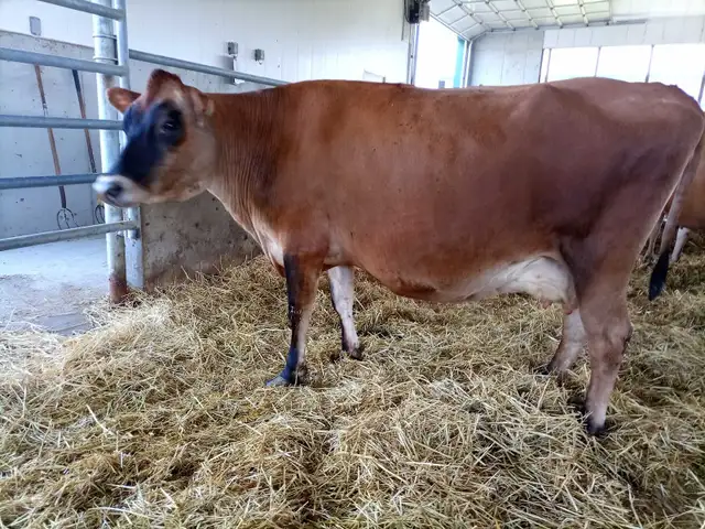 Jersey cow for sale