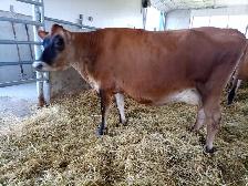 Jersey cow for sale