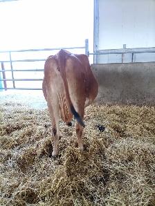 Jersey cow for sale - Photo 2