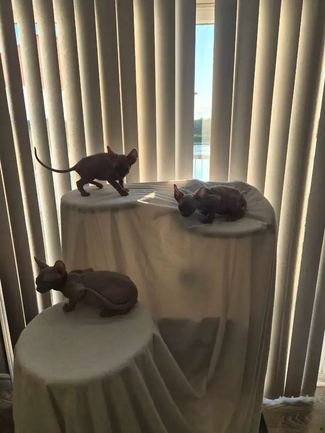 Northern Sphynx kittens