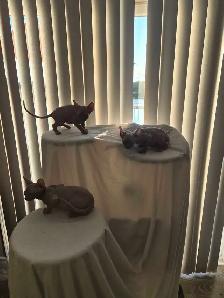 Northern Sphynx kittens