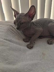 Northern Sphynx kittens - Photo 2