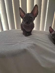 Northern Sphynx kittens - Photo 3