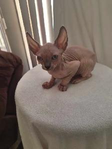 Northern Sphynx kittens - Photo 4