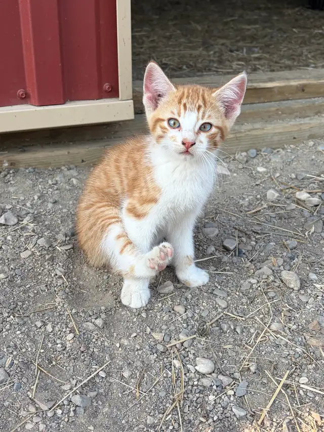 Farm kittens