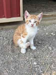 Farm kittens