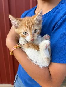 Farm kittens - Photo 2