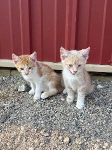 Farm kittens - Photo 3