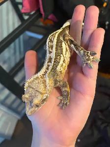 Gecko à crete   Terrarium inclus 250$