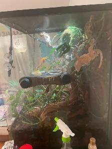Gecko à crete   Terrarium inclus 250$ - Photo 2