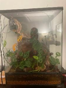 Gecko à crete   Terrarium inclus 250$ - Photo 3