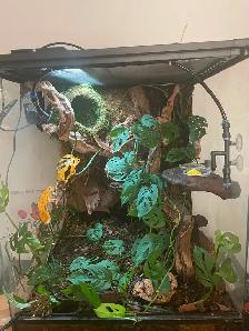 Gecko à crete   Terrarium inclus 250$ - Photo 4