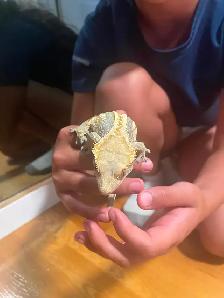 Gecko à crete   Terrarium inclus 250$ - Photo 5