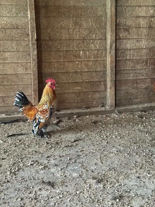 Mille Fleur d'Uccle bantam roosters