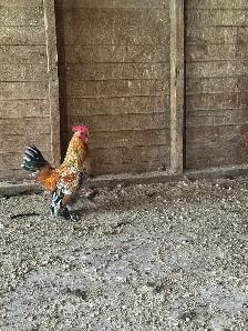 Mille Fleur d'Uccle bantam roosters