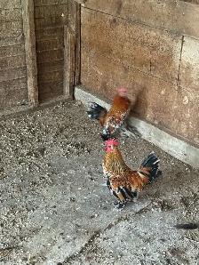 Mille Fleur d'Uccle bantam roosters - Photo 2