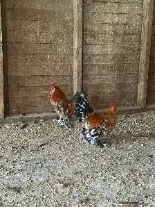 Mille Fleur d'Uccle bantam roosters - Photo 3