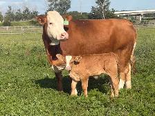 cow calf pairs