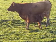 cow calf pairs - Photo 2