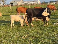 cow calf pairs - Photo 3