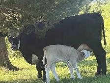cow calf pairs - Photo 4