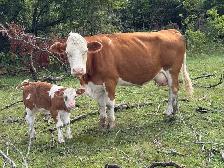 cow calf pairs - Photo 5