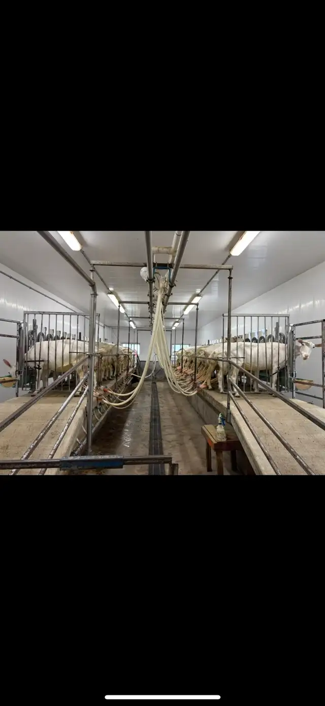 Dairy Goats
