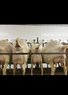 Dairy Goats - Photo 3
