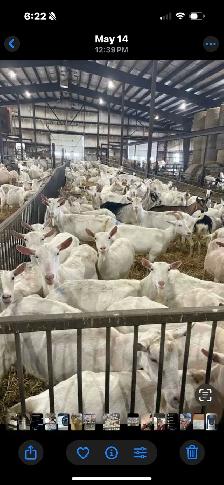 Dairy Goats - Photo 4