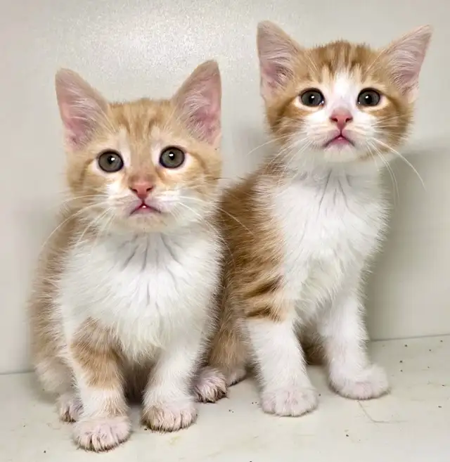 Tabby Female Kittens!