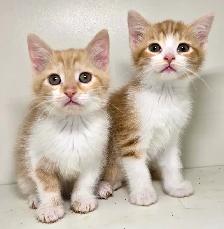 Tabby Female Kittens!