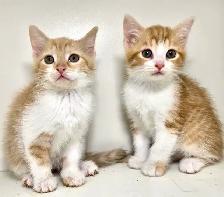 Tabby Female Kittens! - Photo 4
