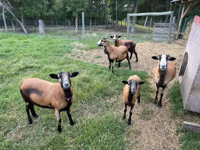 Barbados black bellied, sheep and lambs for sale