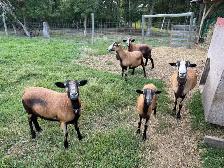 Barbados black bellied, sheep and lambs for sale