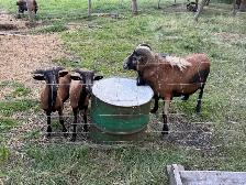 Barbados black bellied, sheep and lambs for sale - Photo 2
