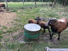 Barbados black bellied, sheep and lambs for sale - Photo 3