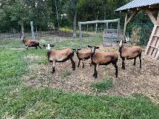 Barbados black bellied, sheep and lambs for sale - Photo 4