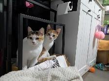 two kittens