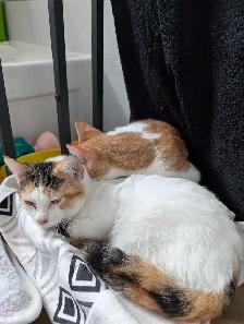 two kittens - Photo 2