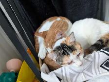 two kittens - Photo 3