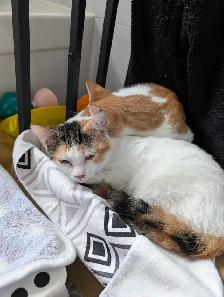 two kittens - Photo 4