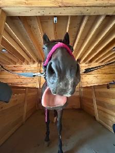 Private Horseback Riding Lessons