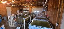 Complete Talapia growing system for sale - Photo 2