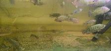 Complete Talapia growing system for sale - Photo 4