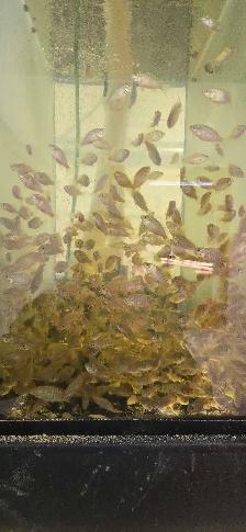 Complete Talapia growing system for sale - Photo 5