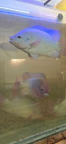 Complete Talapia growing system for sale - Photo 6